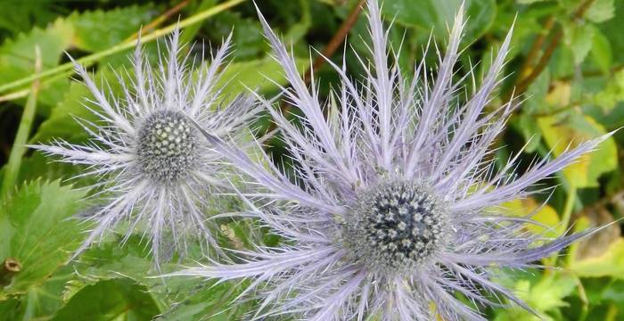 Deux Chardons bleus des Alpes