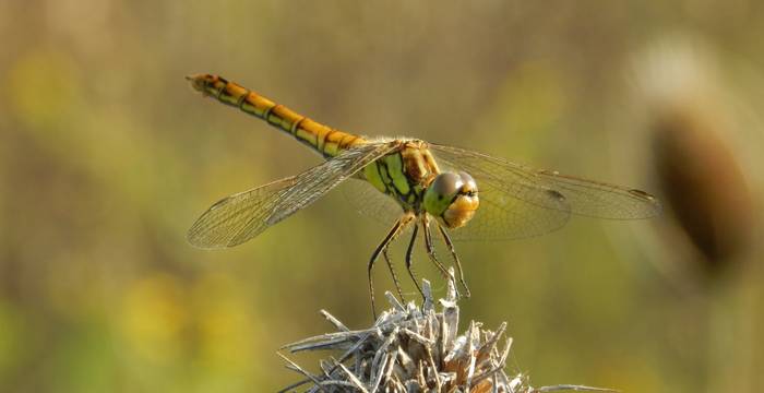 Libelle auf einer Pflanze