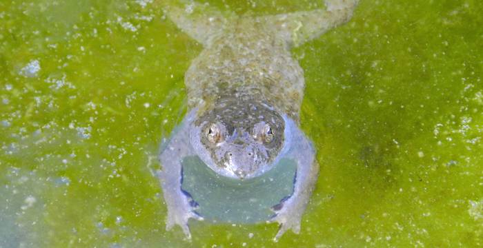Gelbbauchunke im Wasser