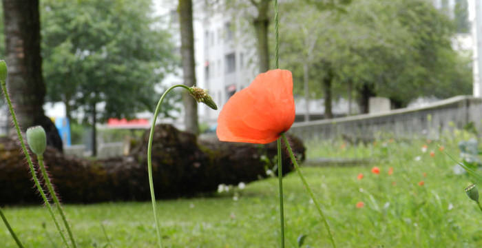 Aménagements en milieu urbain