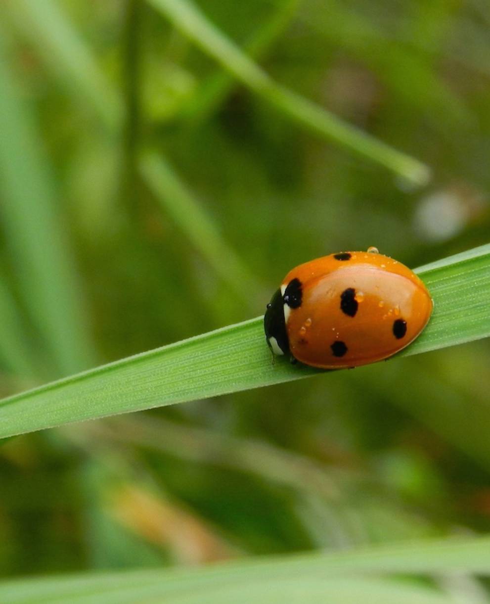 Coccinelle dans l'herbe