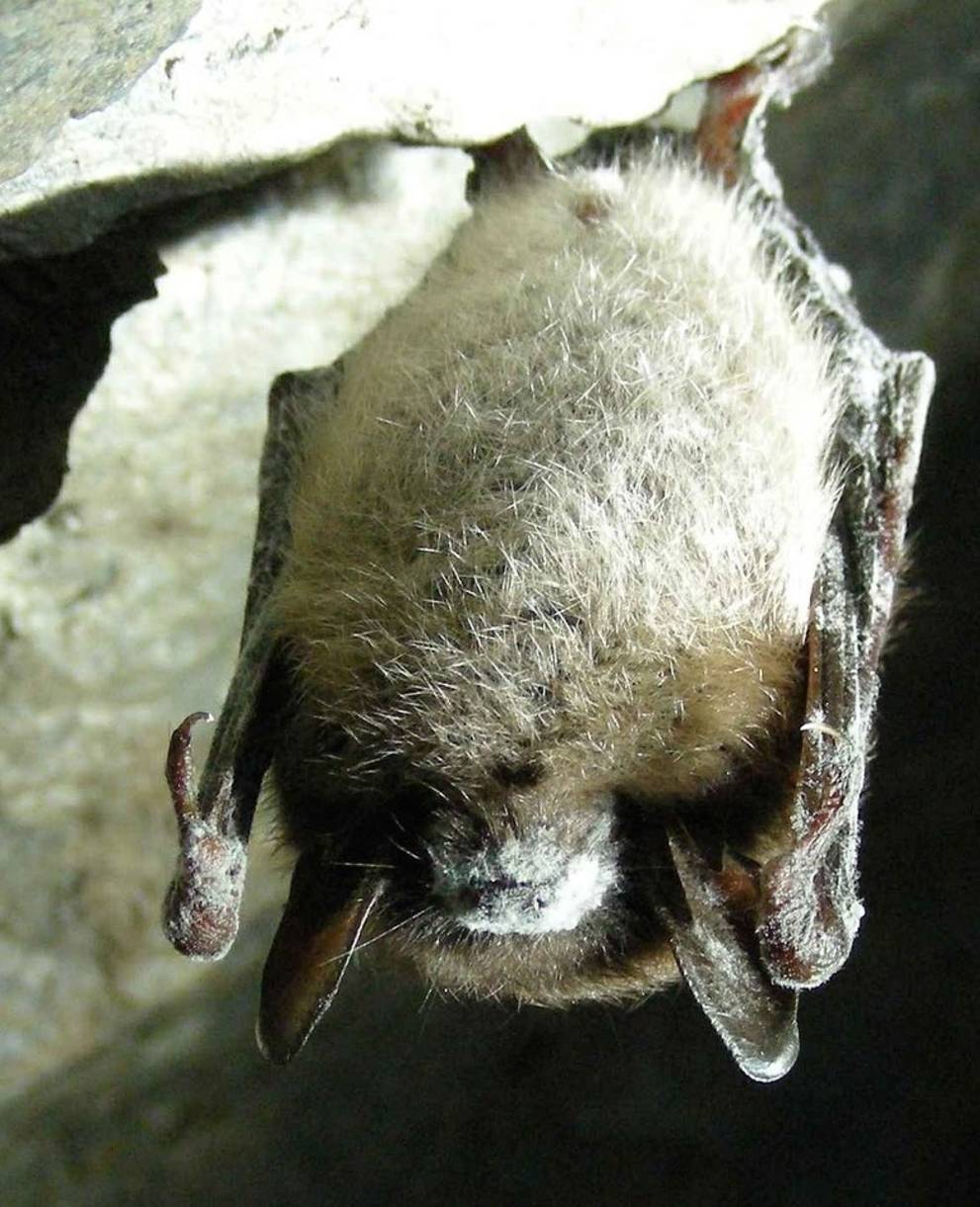 Myotis lucifugus