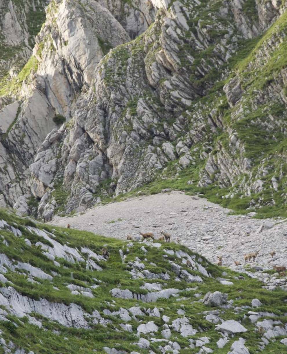 Gämse in Les Morteys