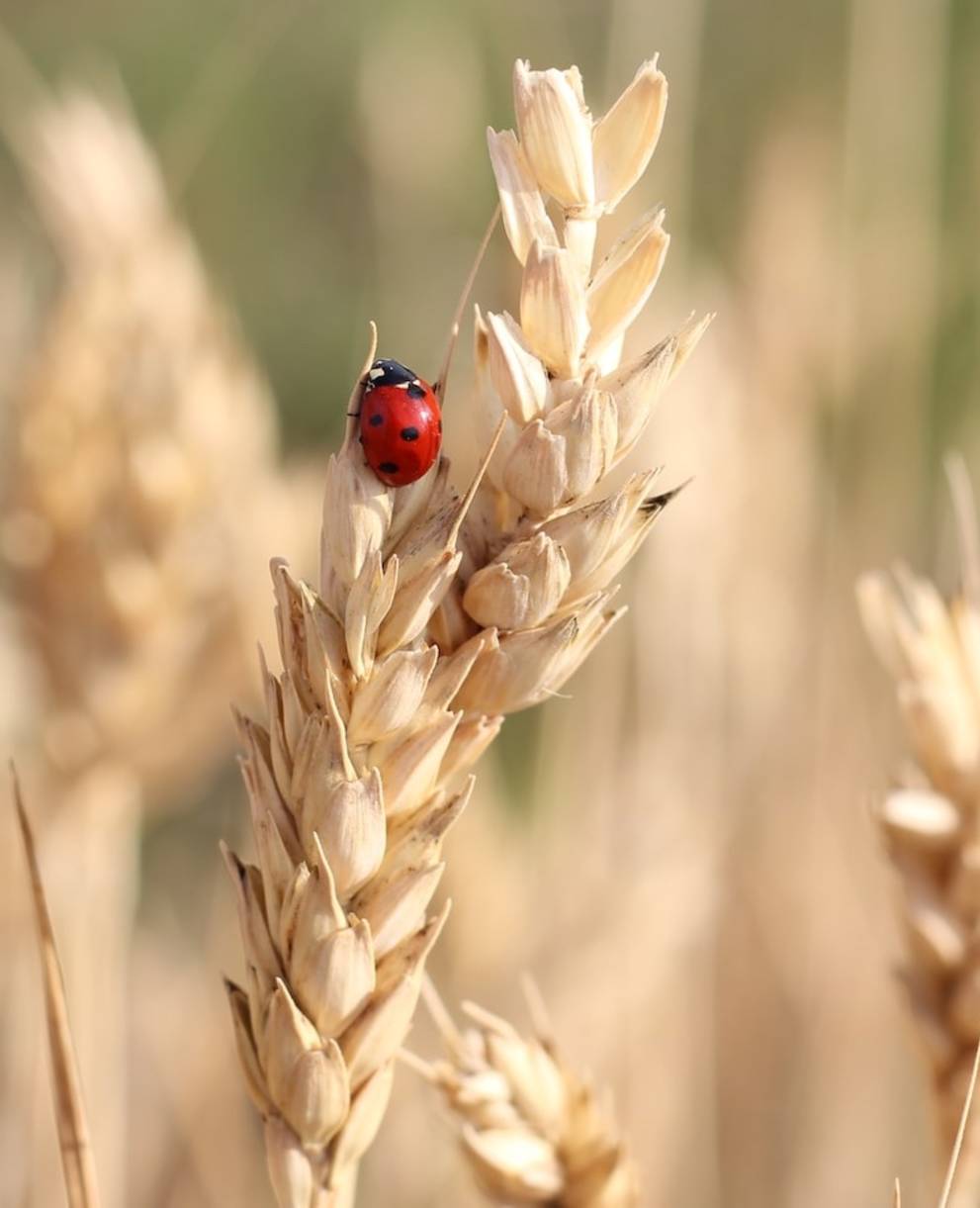 Marienkäfer in einem bewirtschafteten Feld