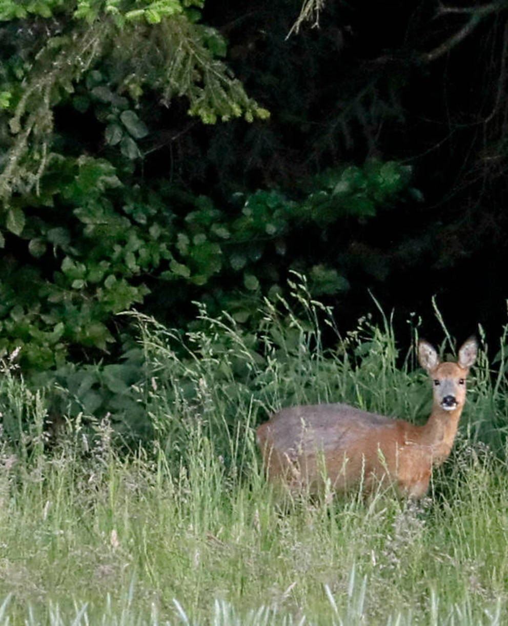 Reh am Waldrand