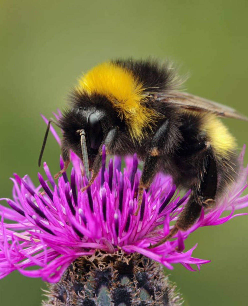 Bourdon sur une astéracée