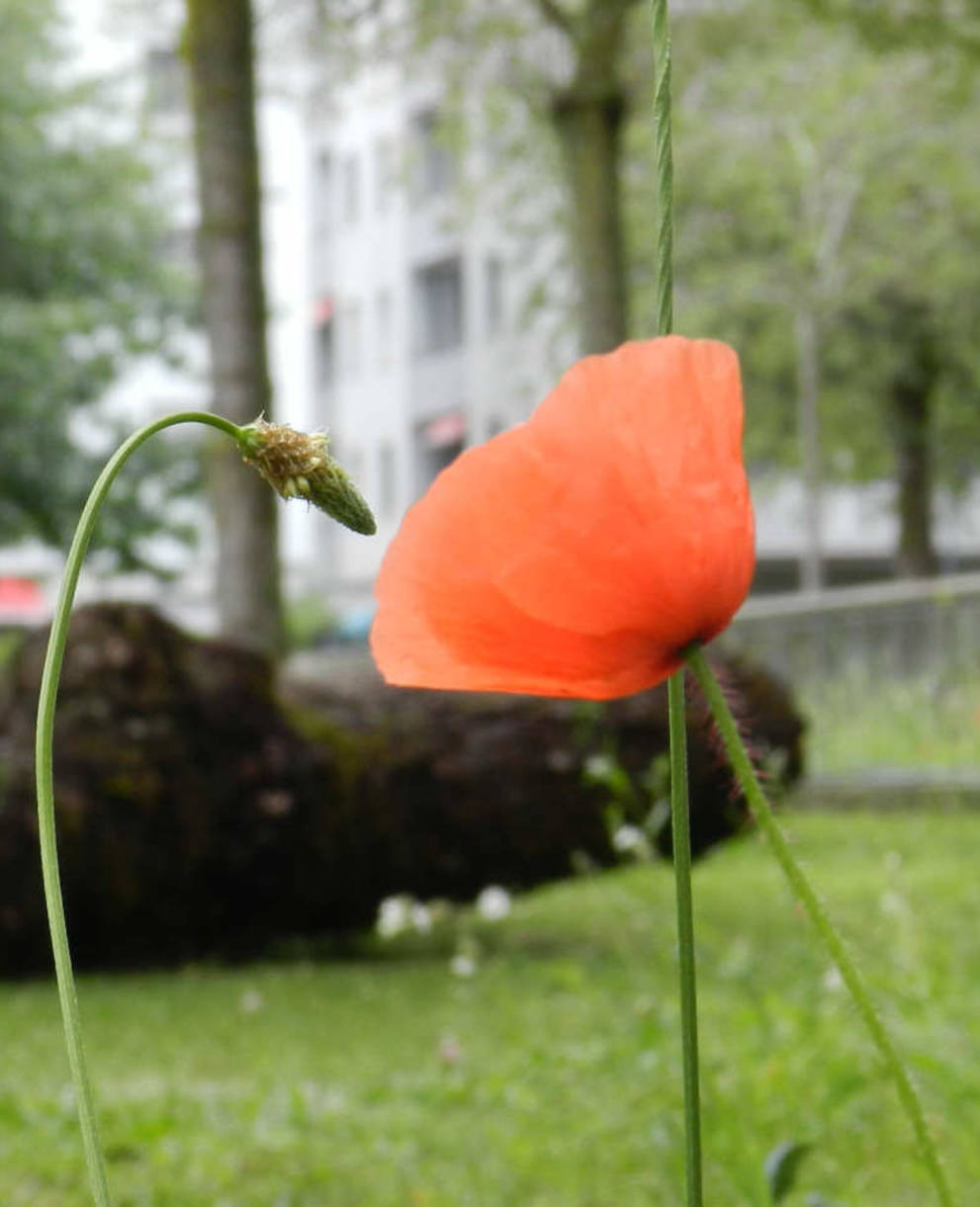 Aménagements en milieu urbain