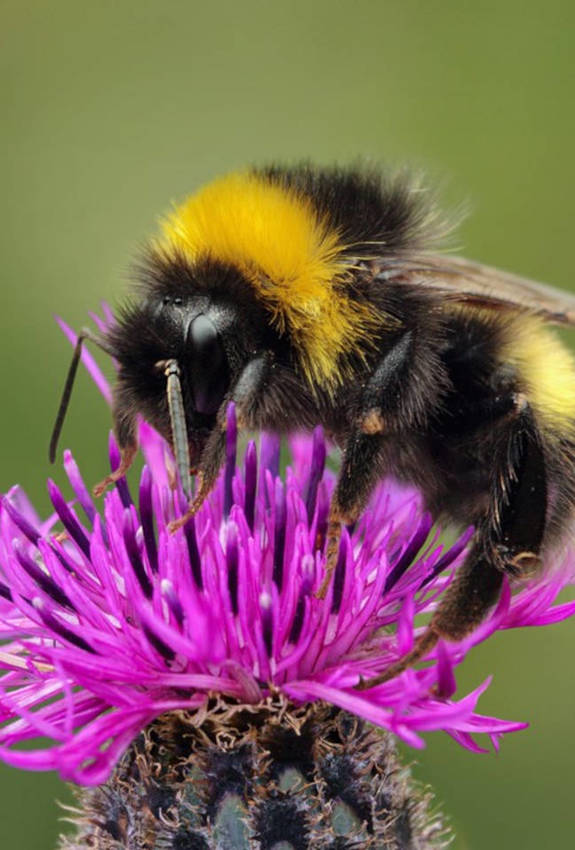 Bourdon sur une astéracée