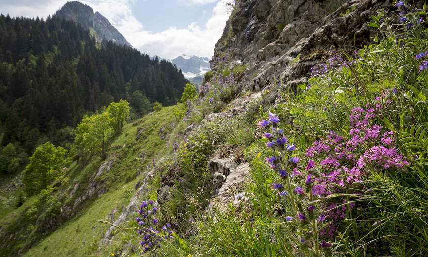 Prairie fleurie d'Oussanna