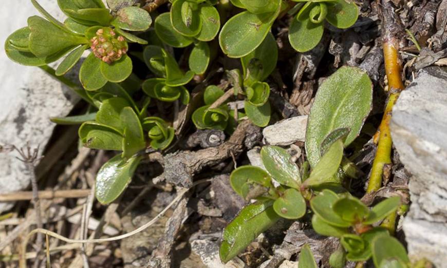 Saule à feuilles émoussées